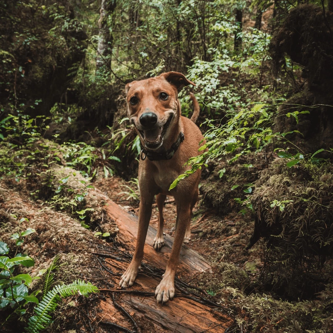 A brown dog stands on a fallen tree in a lush, green forest, looking at the camera with a playful expression.
