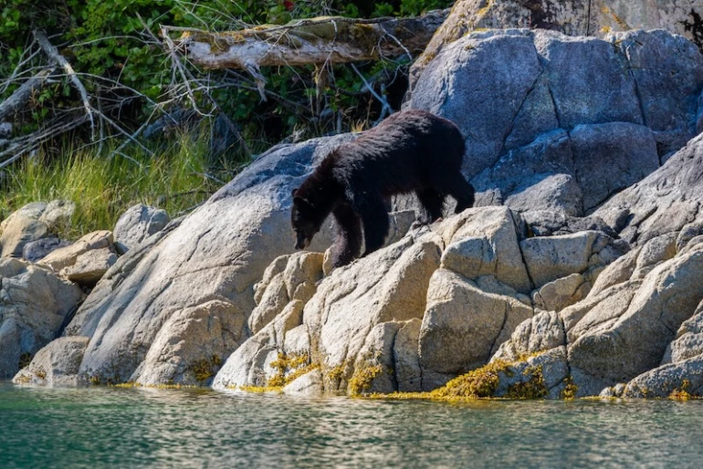 A black bear is seen navigating steep, rocky terrain by a calm body of water, with trees and foliage in the background.